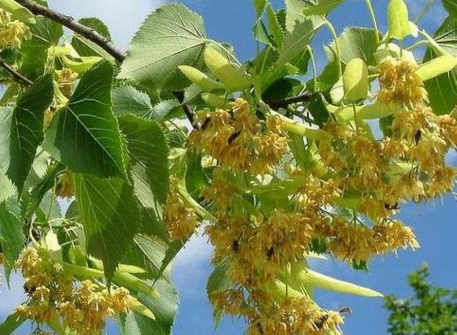Rüyada Ihlamur Ağacı Görmek
